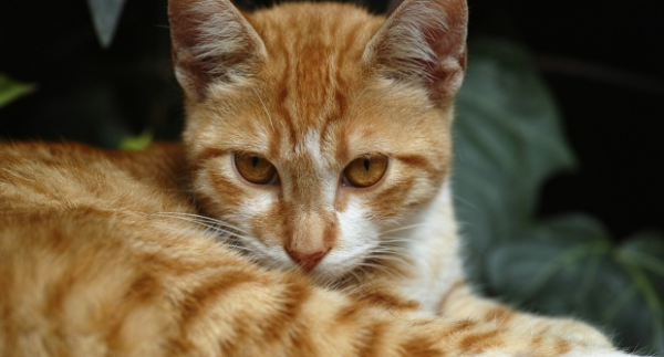 Cicabarát kisokos - hogyan csökkentsük a kihulló macskaszőrt?