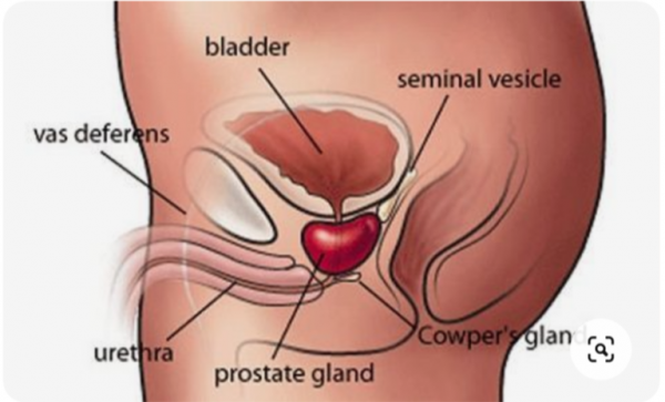 a prostatitis népi gyógynövényeinek kezelése