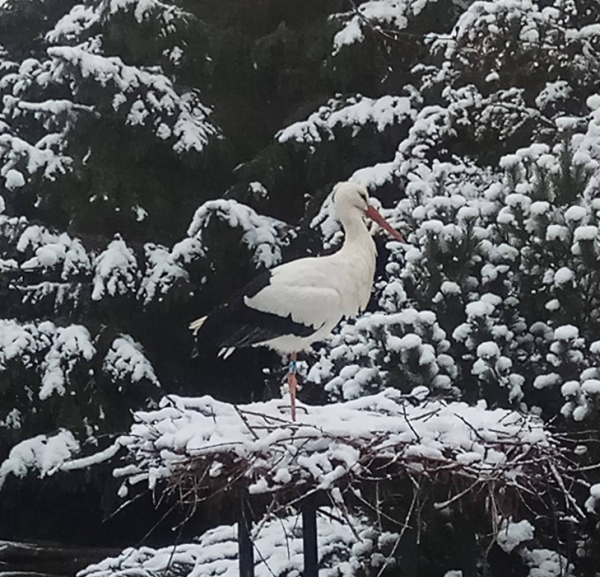 Magyarországon telelő fehér gólyák sorsa télen