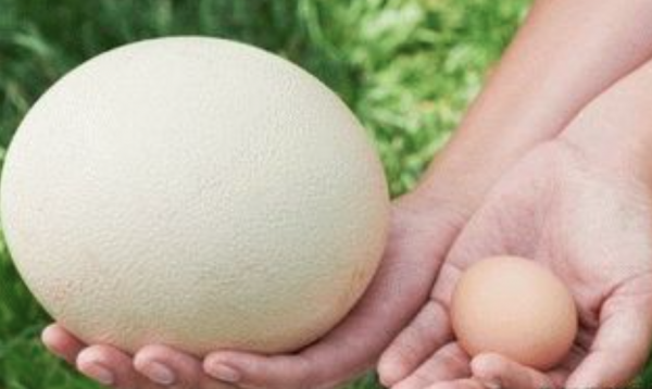 A 100 éves feleség tojásainak titka