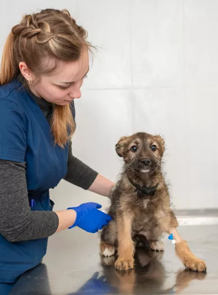 Kutyaszőr hullás okai és a kutya szőrhullás elleni módszerek, kutyakalkulátor szőrhullás alapján