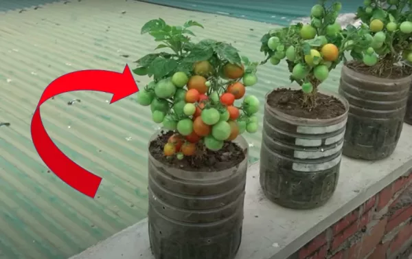 Paradicsom termesztése erkélyen, teraszon - paradicsom ültetés télen - Videó