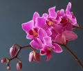 Miért nem virágzik az orchidea és hogyan lehet virágzóvá tenni az orhideát?