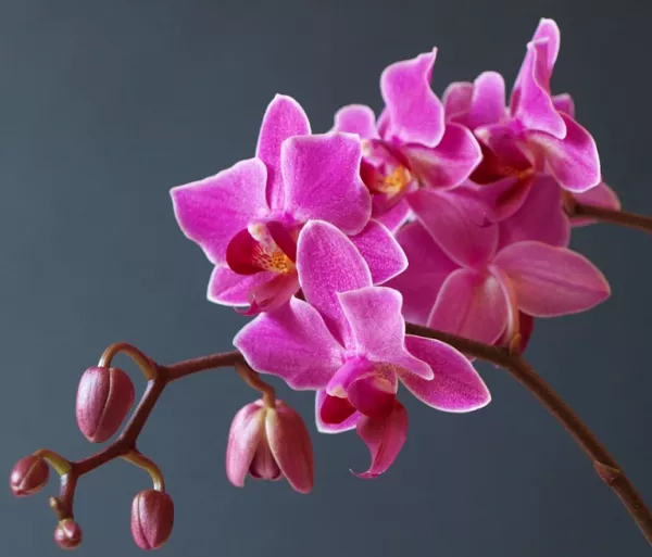 Miért nem virágzik az orchidea és hogyan lehet virágzóvá tenni az orhideát?