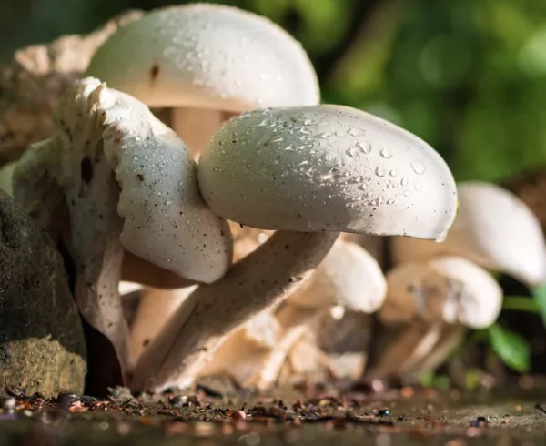 Gomba termesztése házilag, hogyan tudunk gombát termeszteni otthon?