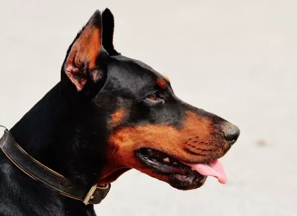 Harci kutya tartása - veszélyes kutyák tartásának szabályai és a kutya által okozott sérülés, harapás jogi háttere