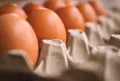 Mindent, amit tudnod kell a tojásokról: Egészség, táplálkozás és titkok