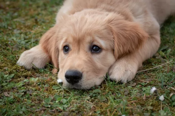 Legkedveltebb kutyafajták a világban - a 10 legnépszerűbb kutya a világon: kutyakalkulátor