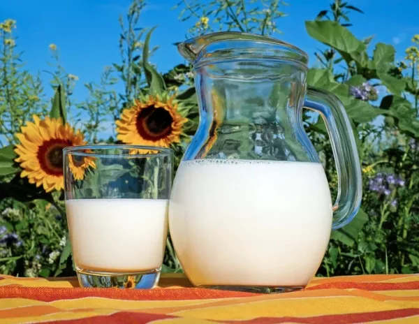Tejfogyasztás hatása az emberi szervezetre - egészséges-e a tej a tudomány mai állása szerint?