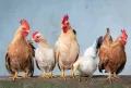 Popeyes csirke Budapesten