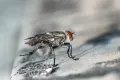 Légy csapda, légyirtás házi módszerekkel