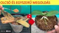 Hogyan keltsük életre a tönkrement orchideákat?