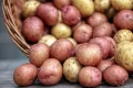 Krumpli téli tárolása - Mire kell ügyelni ha nagyobb mennyiségű krumplit szeretnénk télire tárolni?