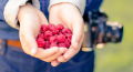Málnatermesztés - jelentős agrárerdészeti innováció 