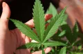 Prémium CBD olaj a belső egyensúlyért, az aktívabb életért