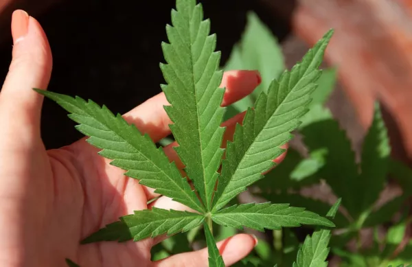 Prémium CBD olaj a belső egyensúlyért, az aktívabb életért