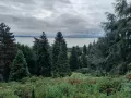 A magyar fenyőmágus, akinek fáit Japántól Kaliforniáig imádják: ez a Conifers Garden