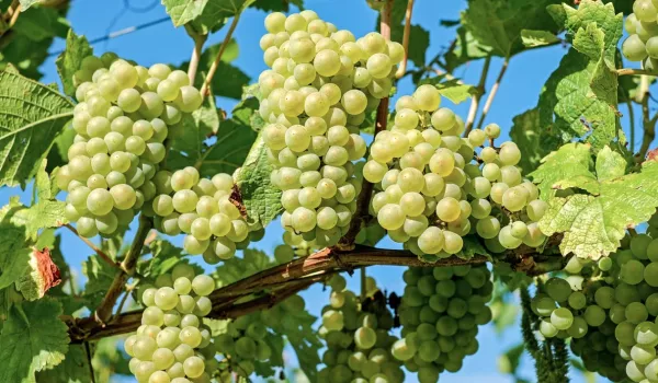 A szőlőt sem kíméli a klímaváltozás, a hatásait azonban mérsékelni lehet a Syngenta szerint