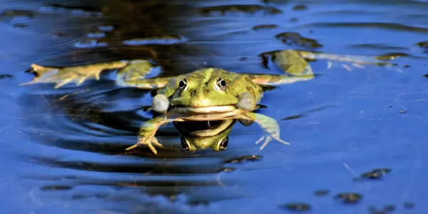 Balaton átúszás 2025 időpontja mikor lesz?