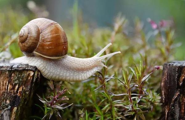 A termékeny talaj titka: hogyan tartsd a gyepet csúcsformában?