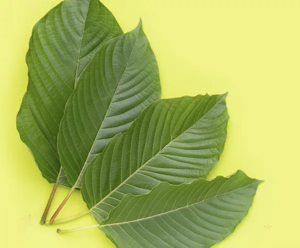 Melyik kratómot válaszd: vörös vs. zöld vs. fehér