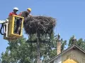 3300 fészek várja a gólyákat az E.ON áramhálózatán