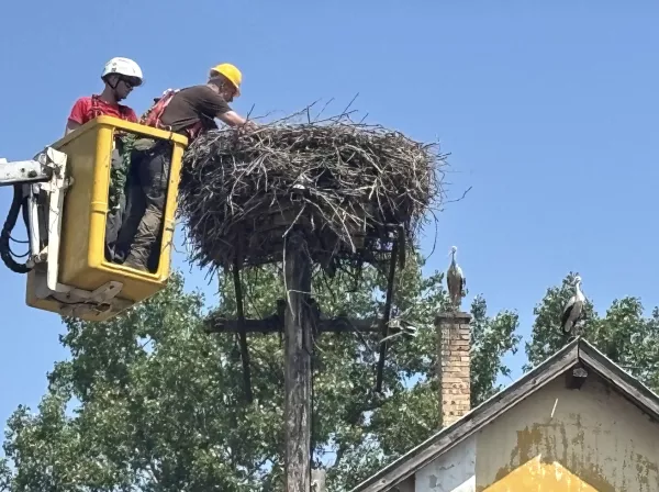 3300 fészek várja a gólyákat az E.ON áramhálózatán