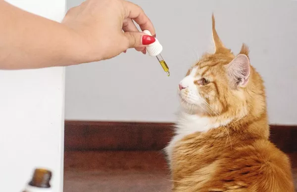 A felgyorsult világ hatása és a CBD