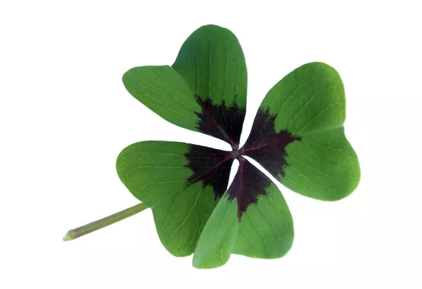 szamoldki.hu lottó kalkulátor segít a szerencsében