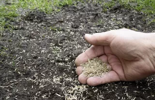 Mikor és hogyan érdemes füvet vetni, ha tartós gyepet szeretnél?