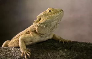 A szakállas agáma etetési trükkjei
