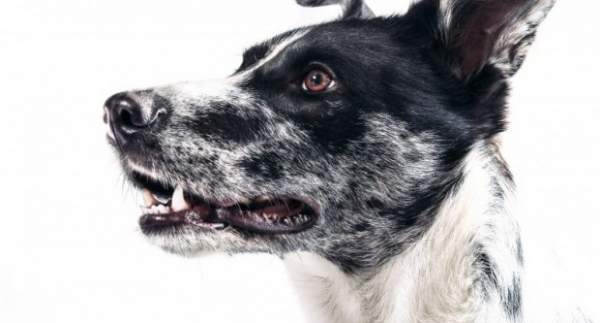Ezek a világ legveszélyesebb kutya fajtái