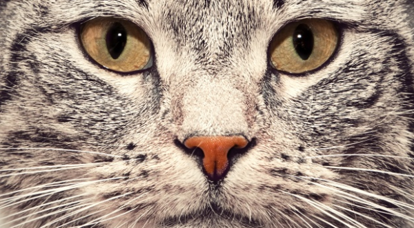A macskák ugyanolyan okosak, mint a kutyák! - japán tudósok állítják